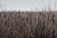 087_Biebrza - marzec 2013